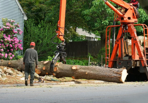 Attract More Buyers: Using Tree Removal Service To Sell House In Broward County